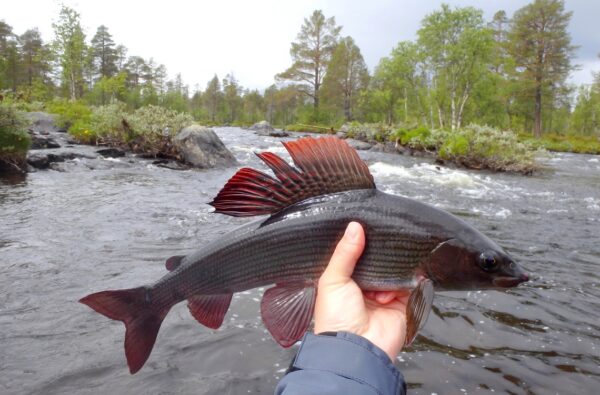 Copyright © Fishing Adventures SARL - Tous droits réservés
