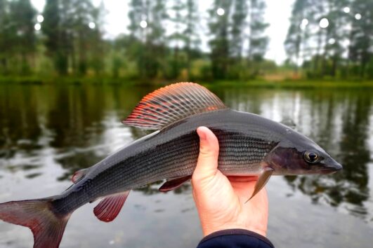 Voyage de pêche en NORVÈGE du 14 au 21 juin 2025 (Solde à payer)
